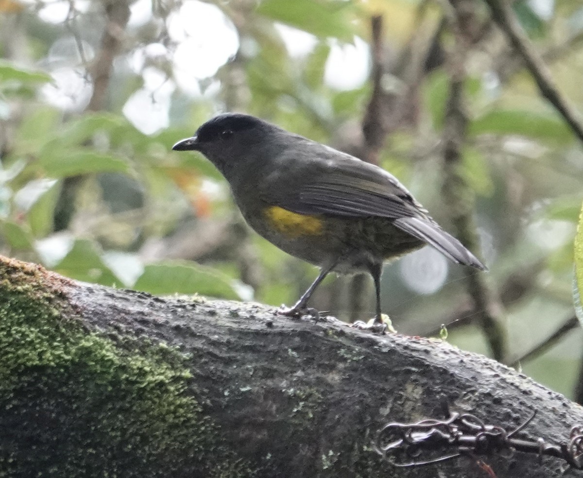 Black-and-yellow Silky-flycatcher - ML611758344
