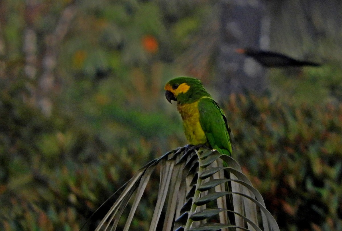 Yellow-eared Parrot - ML611758417