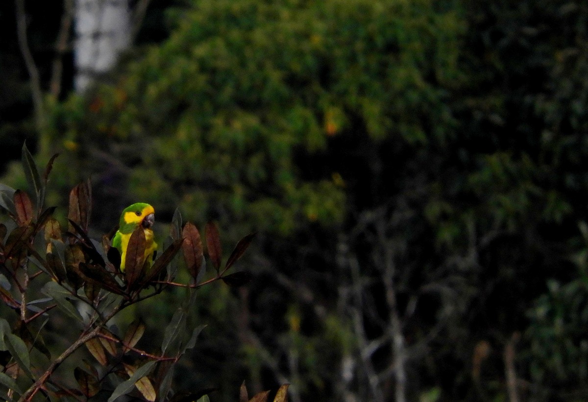 Yellow-eared Parrot - ML611758418