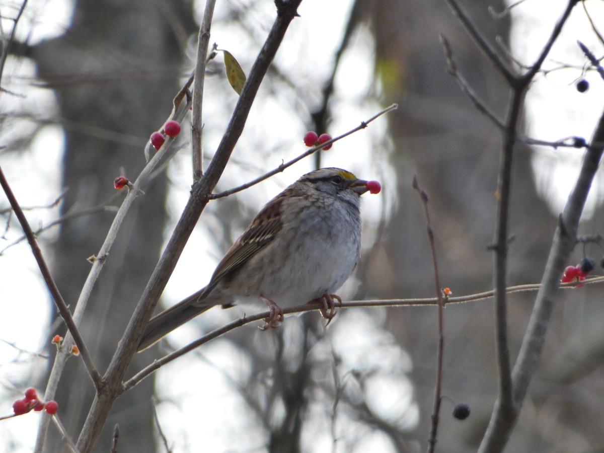 White-throated Sparrow - ML611758559