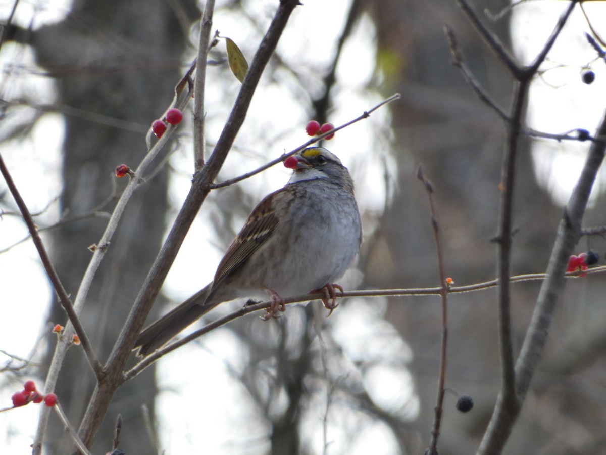 White-throated Sparrow - ML611758560