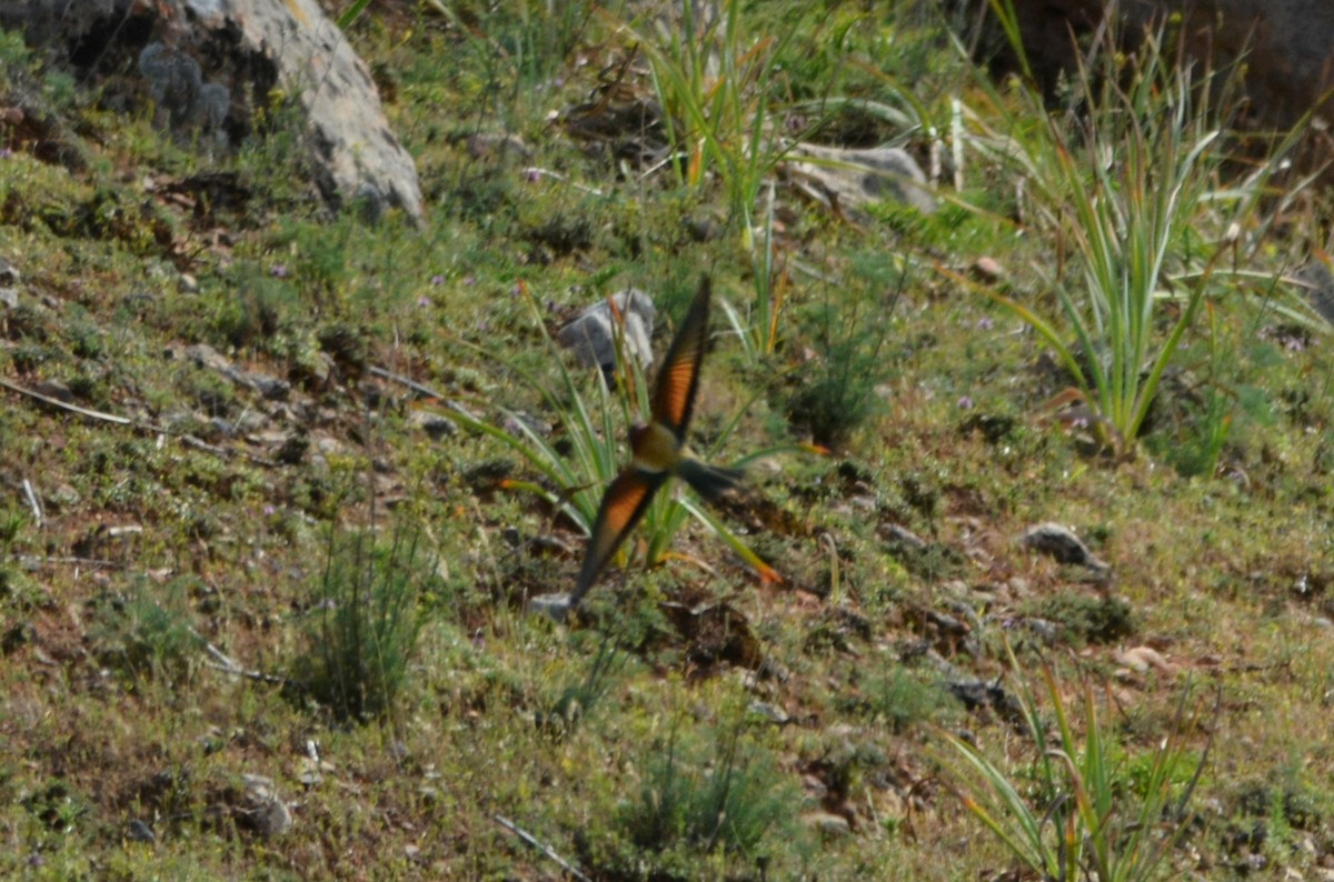 European Bee-eater - ML611758584