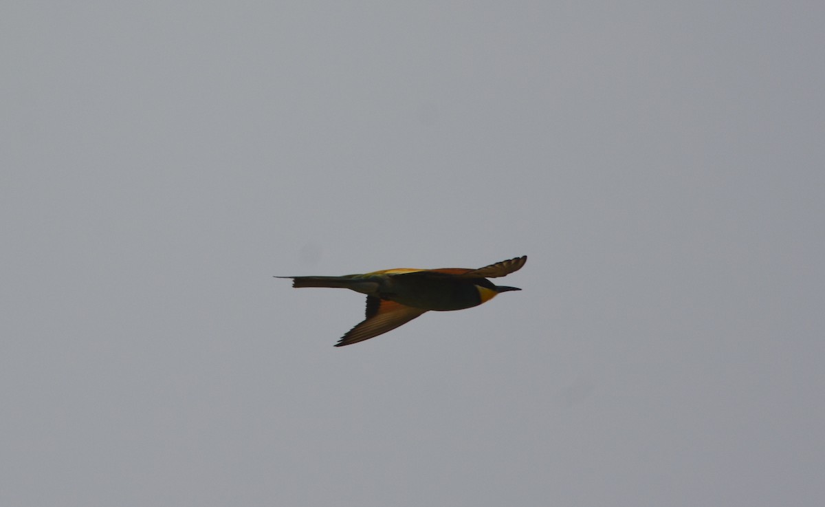 European Bee-eater - ML611758635