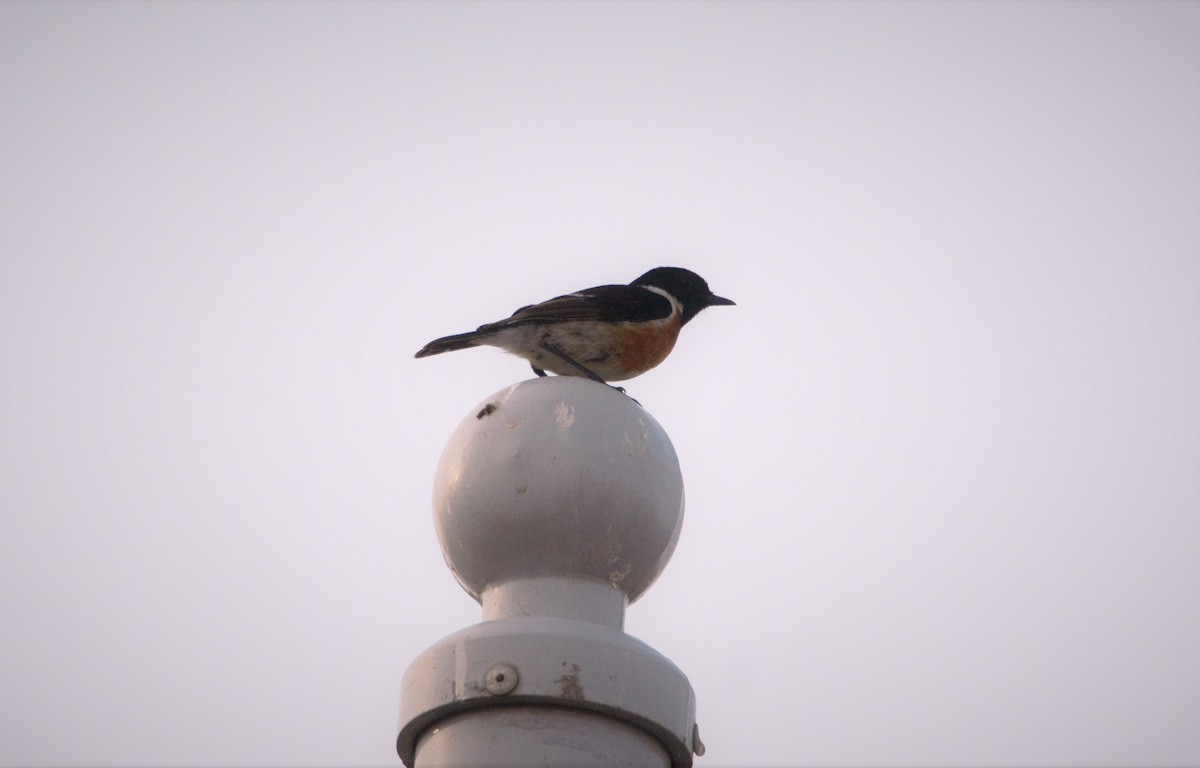 European Stonechat - ML611758694
