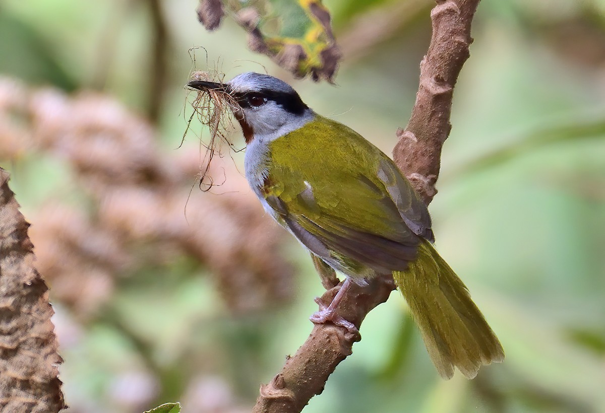 Gray-capped Warbler - ML611759065