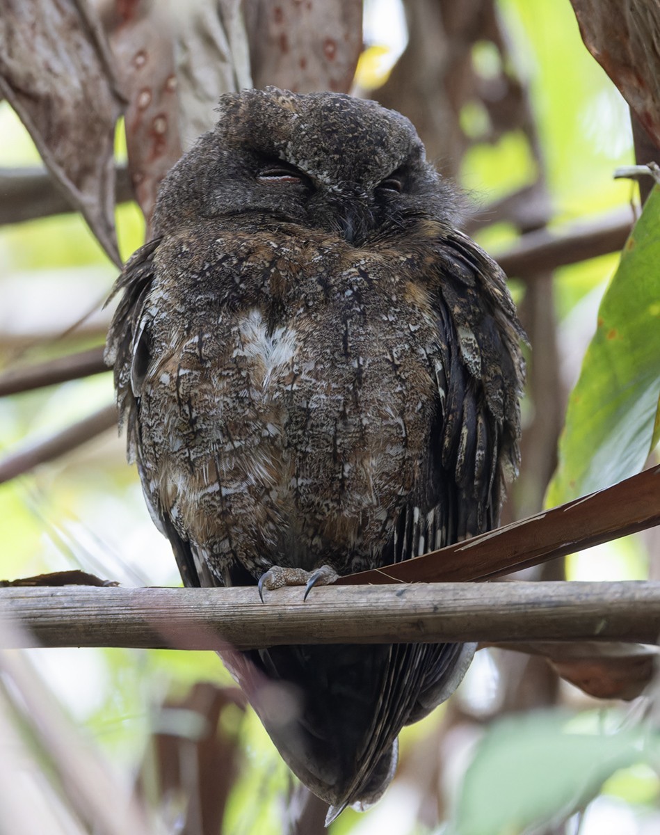 Madagascar Scops-Owl (Rainforest) - ML611759120