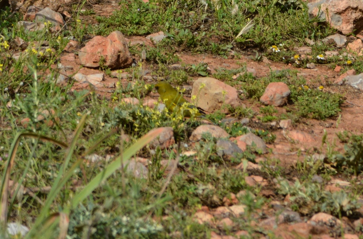 European Greenfinch - ML611759130