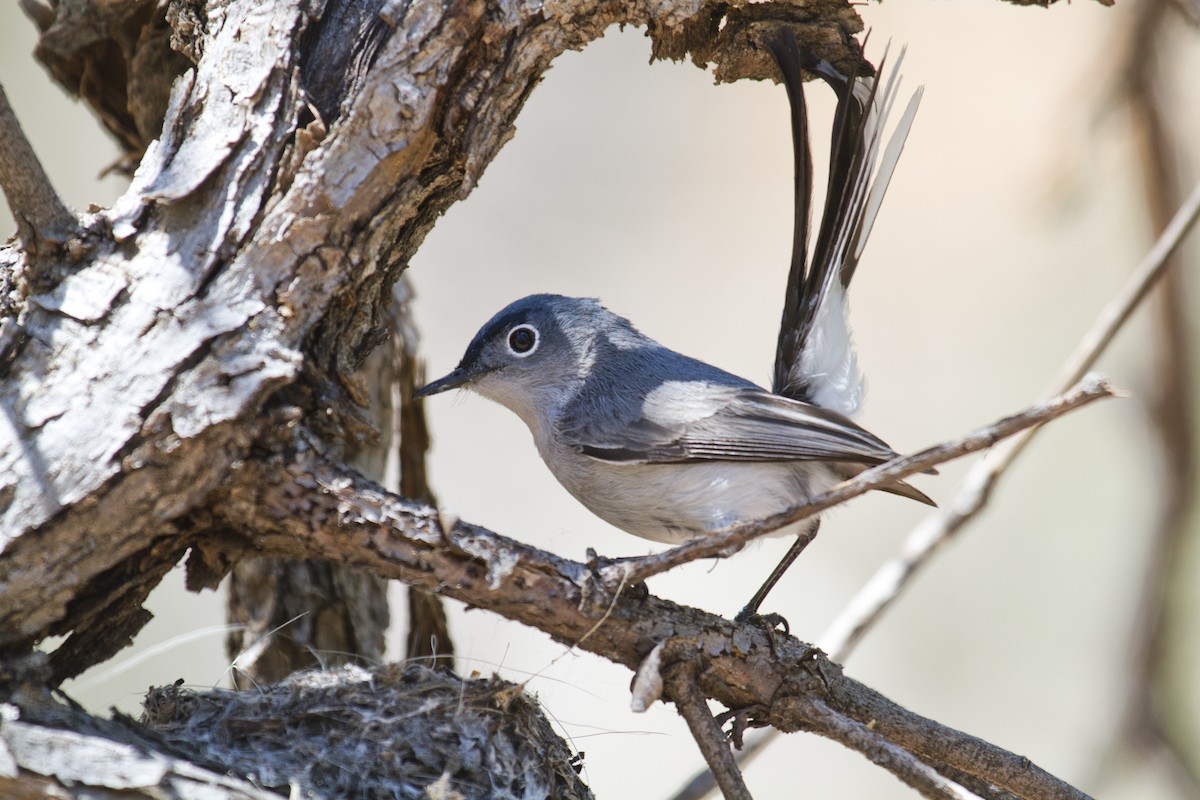 Blue-gray Gnatcatcher (obscura Group) - Liam Wolff