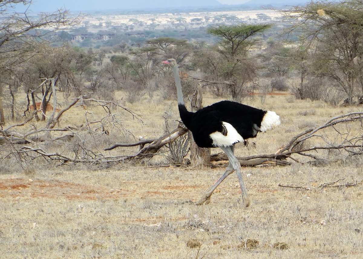 Somali Ostrich - ML611759532