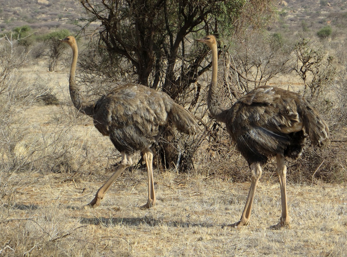 Somali Ostrich - ML611759533