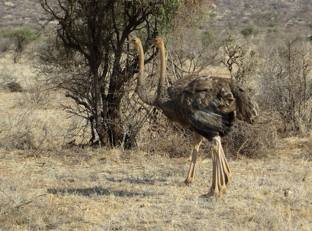 Somali Ostrich - ML611759534