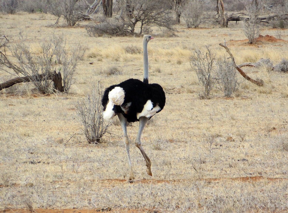 Somali Ostrich - ML611759535