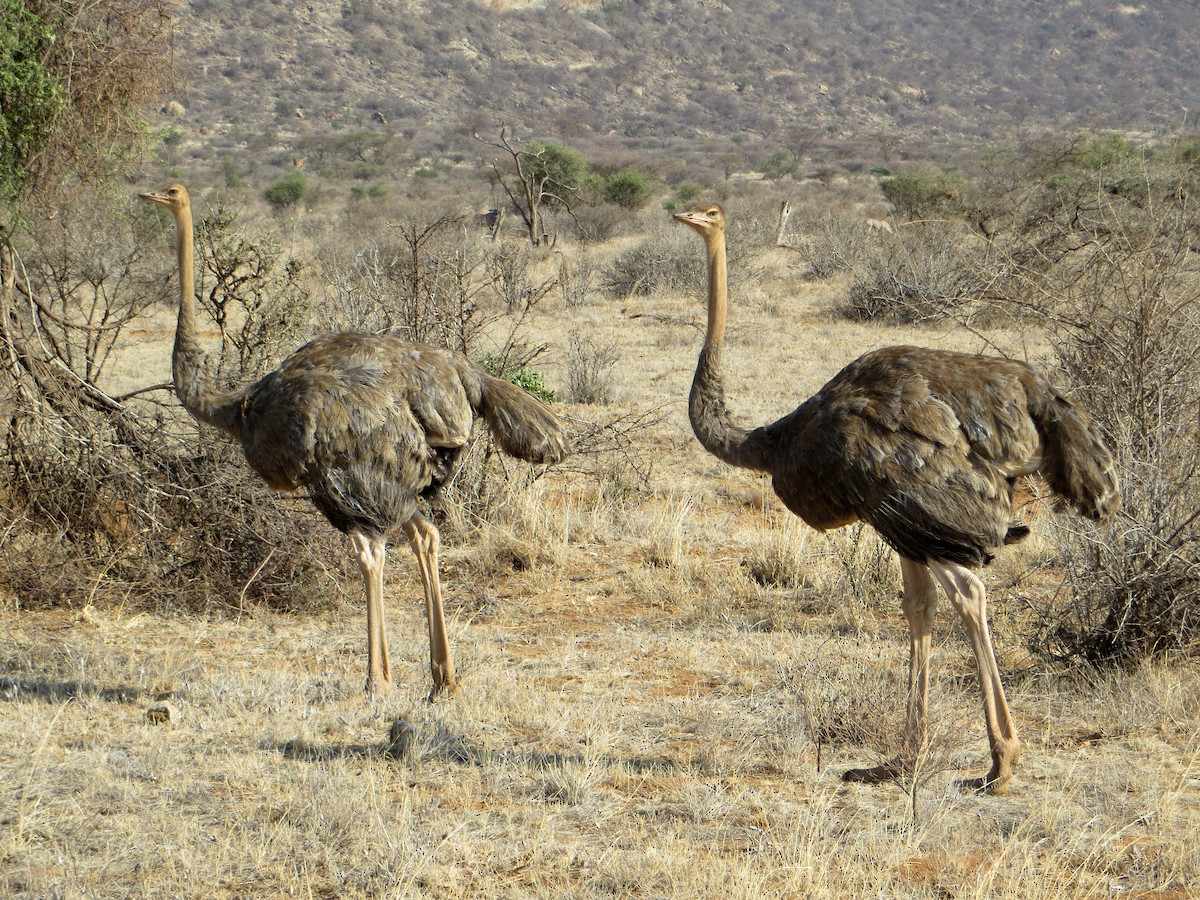Somali Ostrich - ML611759536