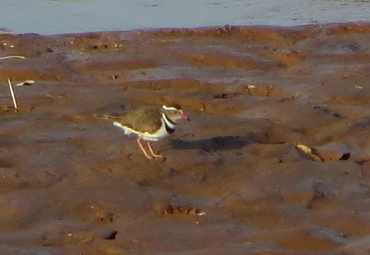Three-banded Plover - ML611759629