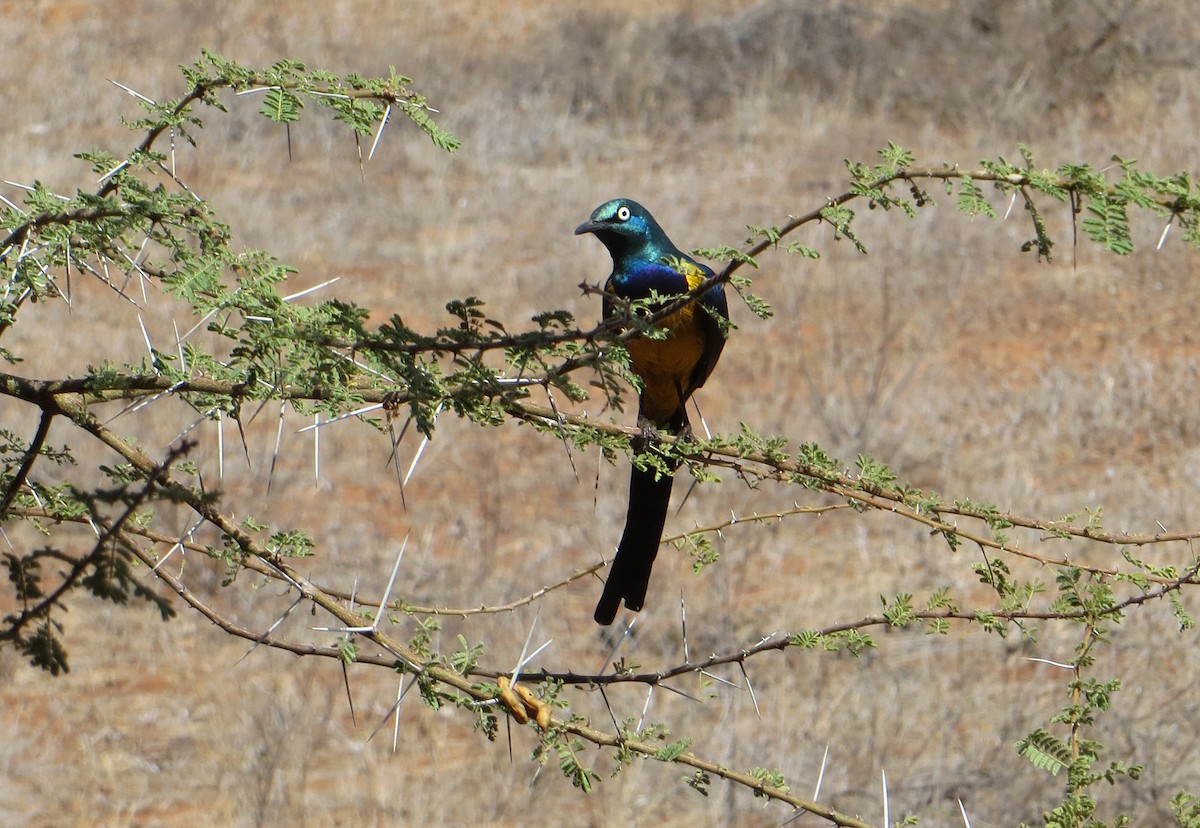 Golden-breasted Starling - ML611759722