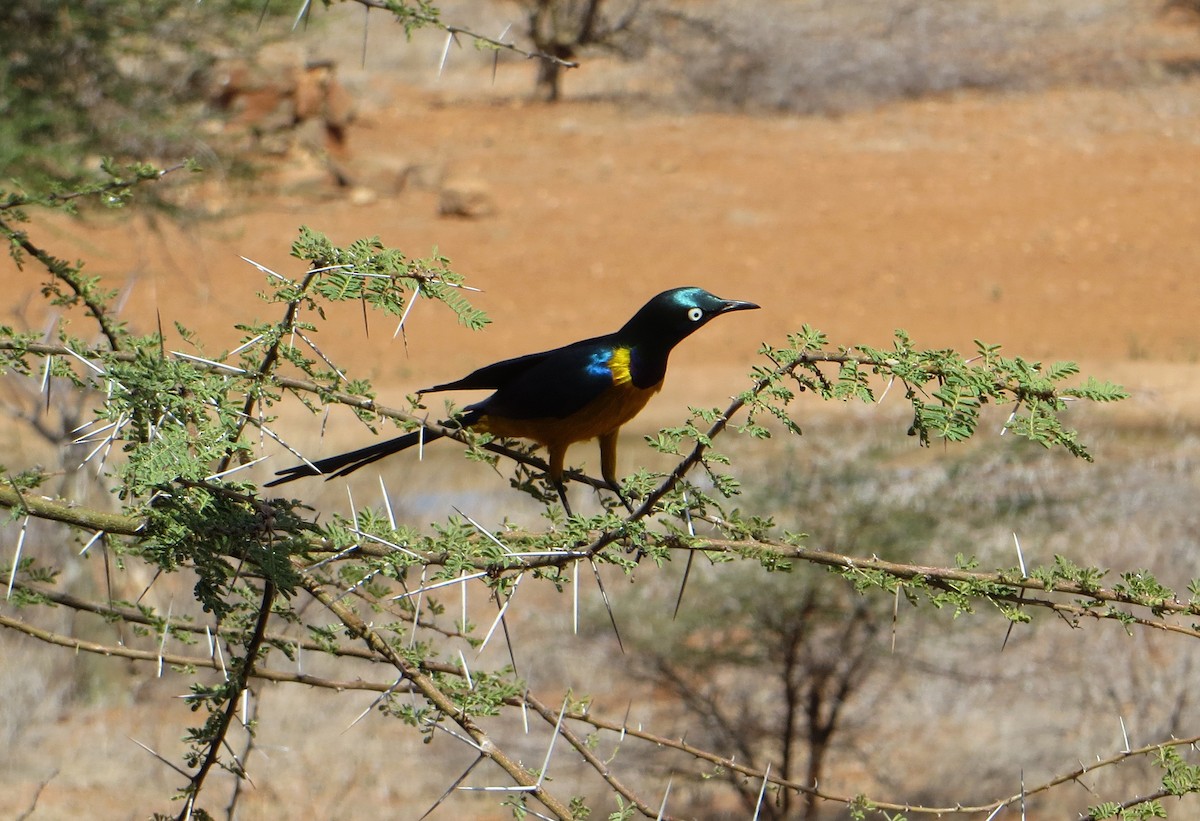 Golden-breasted Starling - ML611759723