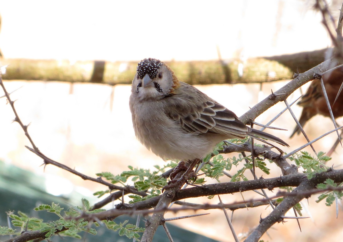 Speckle-fronted Weaver - ML611759779