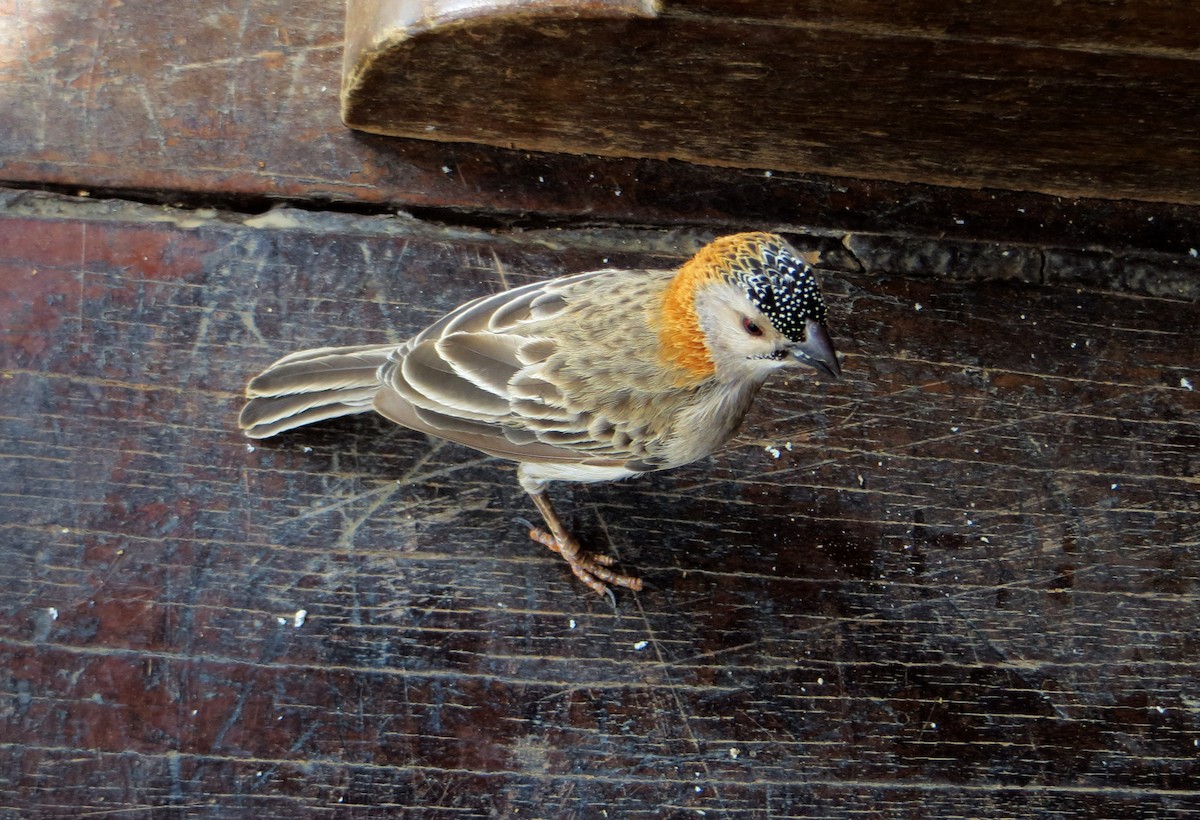 Speckle-fronted Weaver - ML611759780