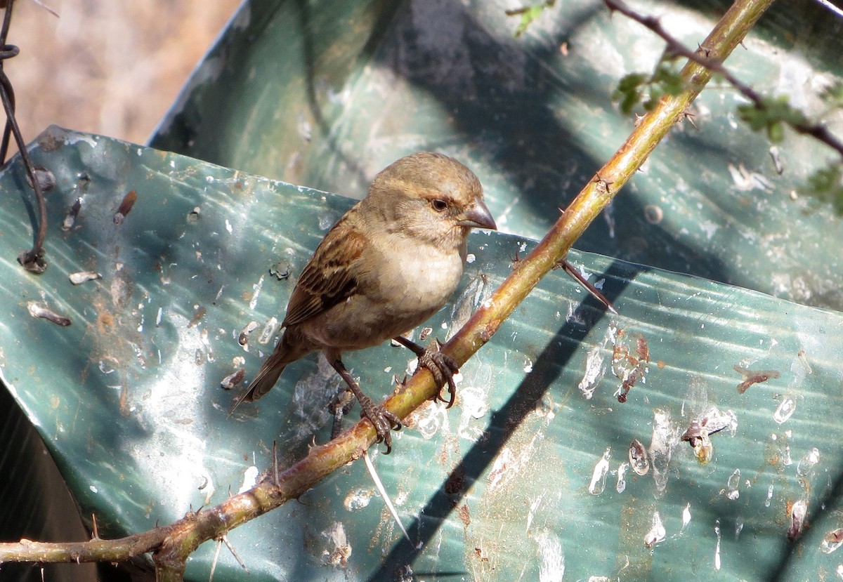 Chestnut Sparrow - ML611759792