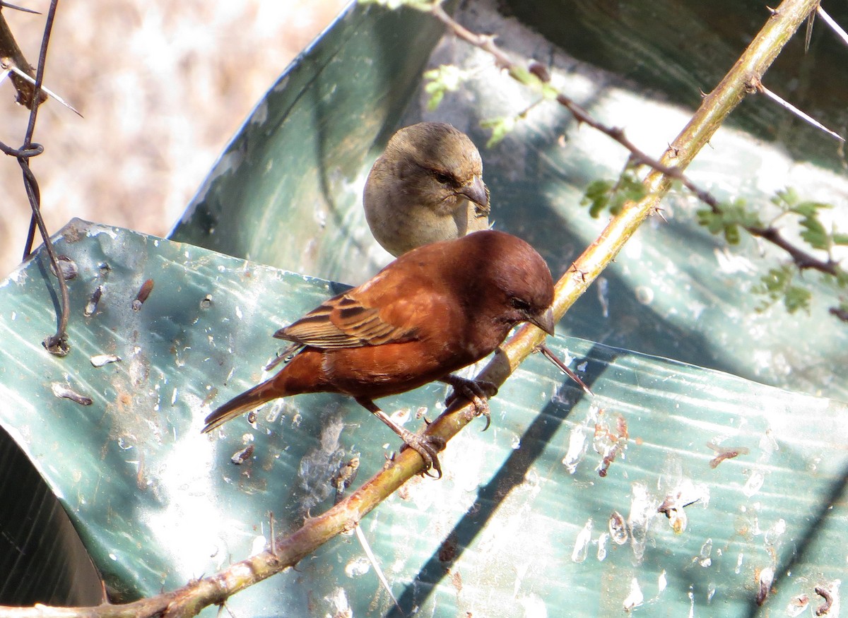 Chestnut Sparrow - Delfin Gonzalez
