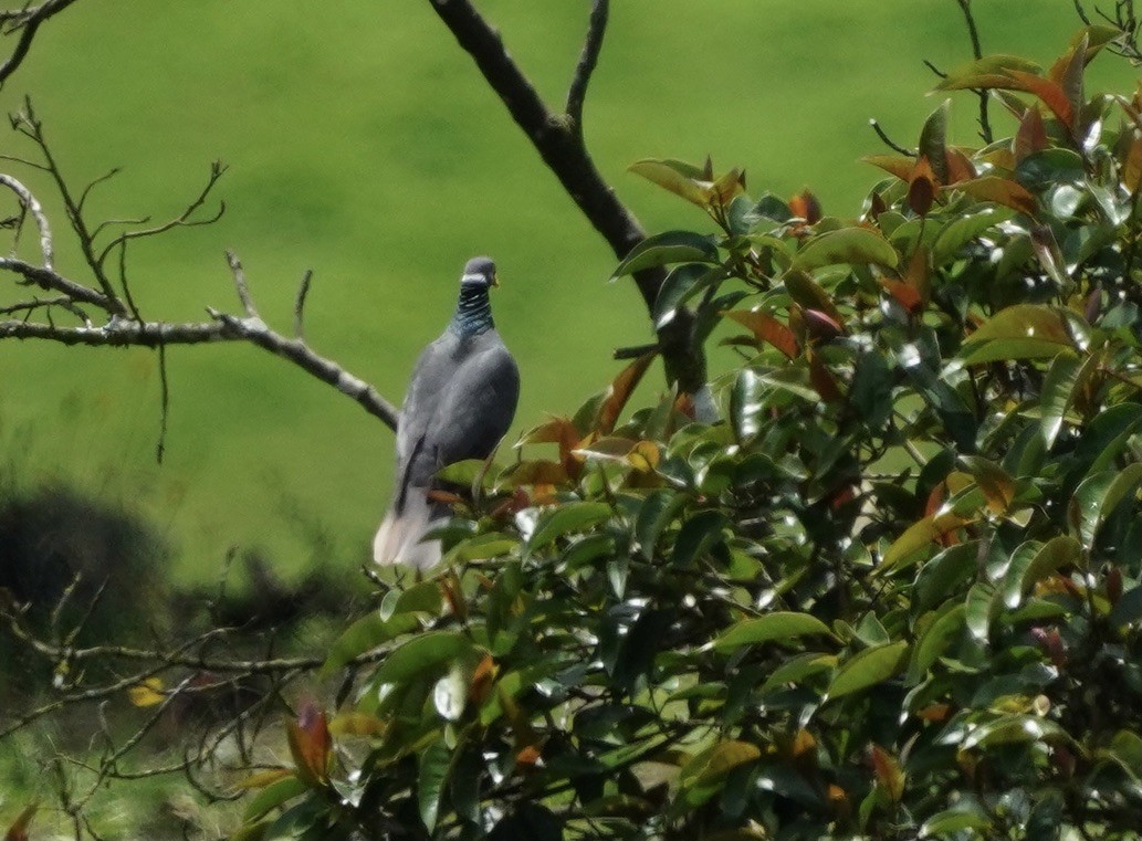 Band-tailed Pigeon - Christopher Carlson