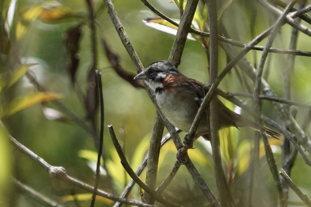 Rufous-collared Sparrow - ML611759948