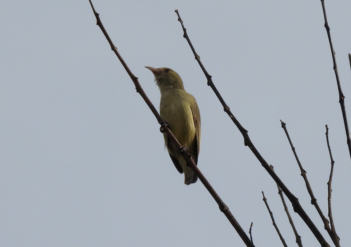 Pale-billed Flowerpecker - ML611760136