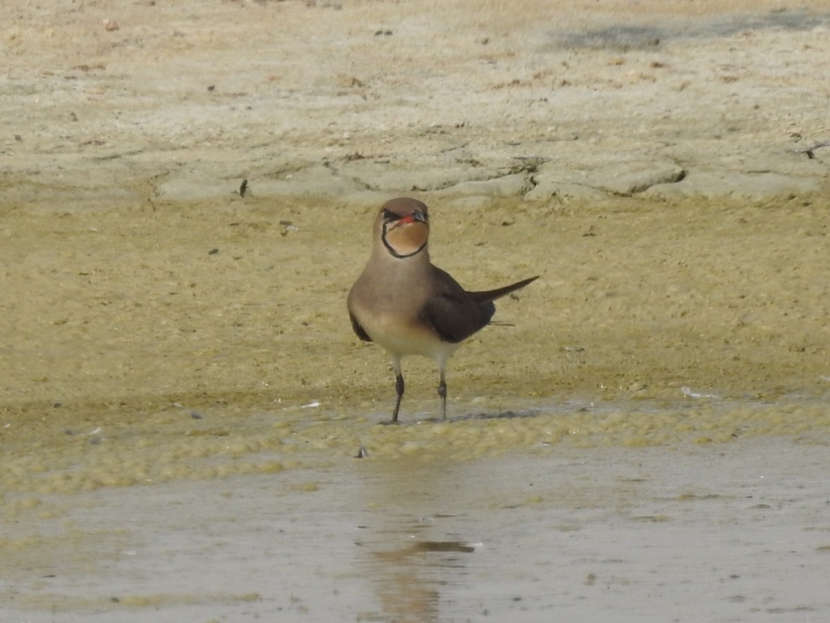 Collared Pratincole - ML611760138