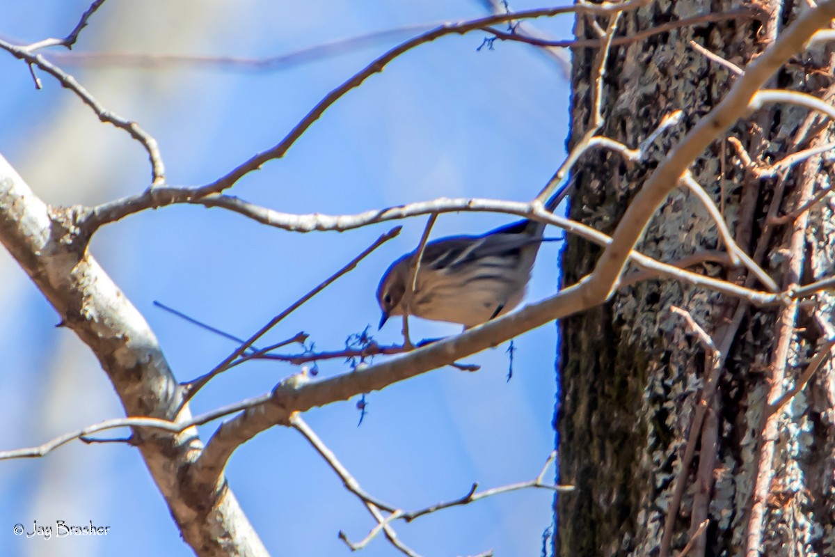 Yellow-rumped Warbler (Myrtle) - ML611760143