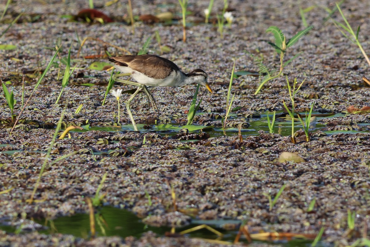 Northern Jacana - ML611760147