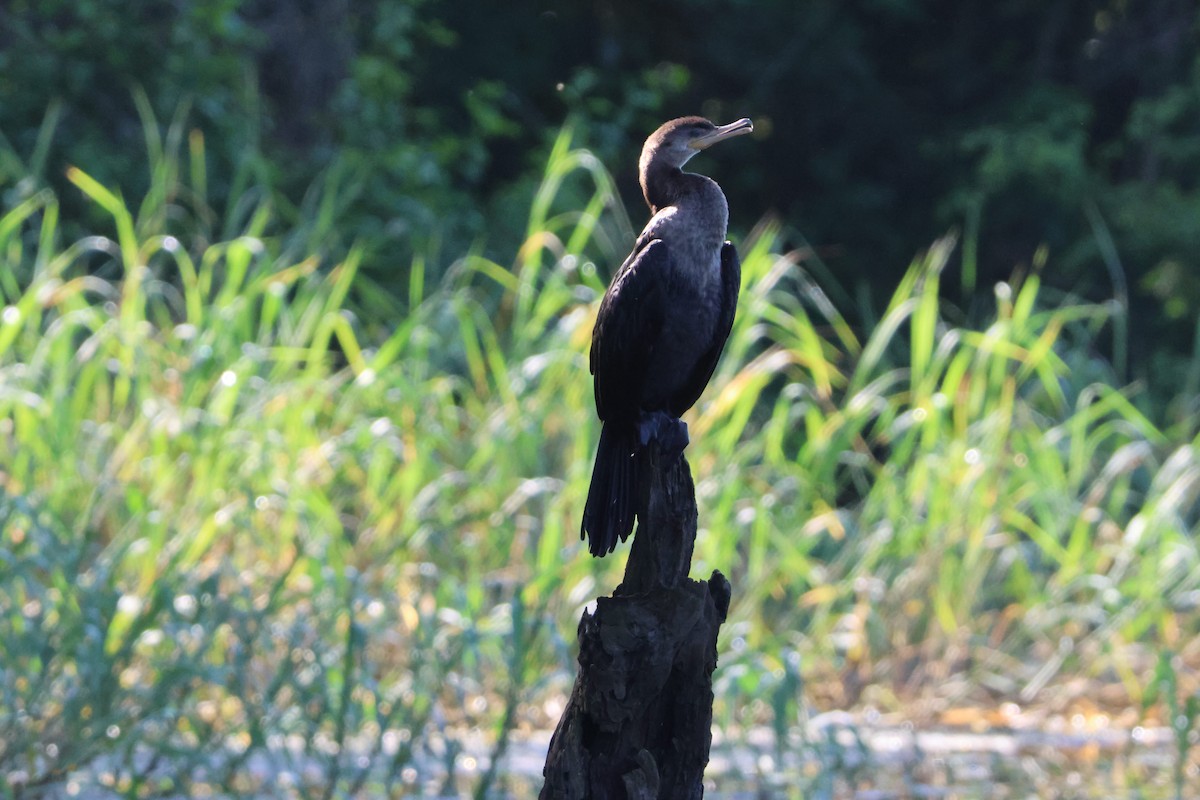 Neotropic Cormorant - ML611760159