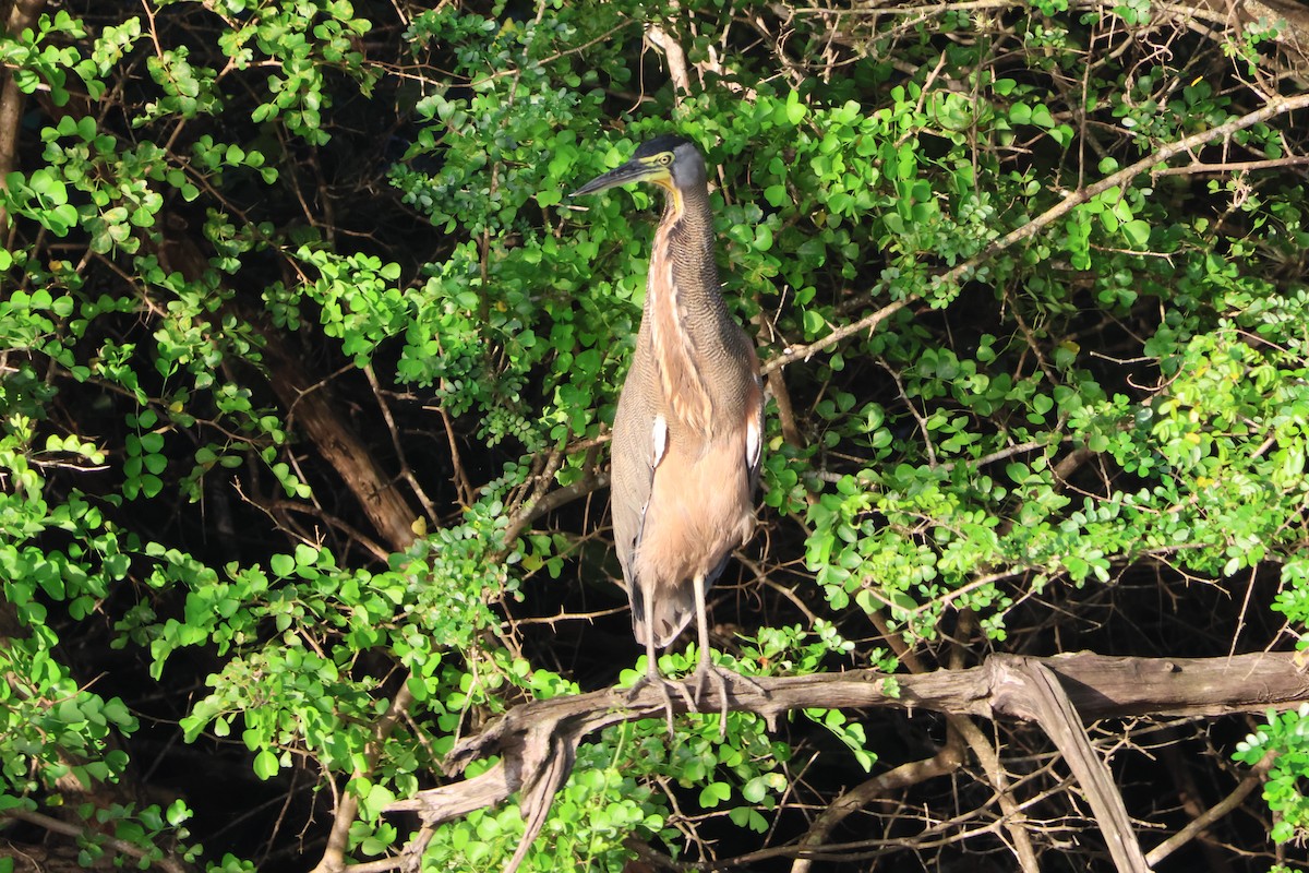 Bare-throated Tiger-Heron - ML611760162