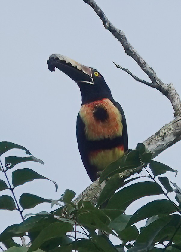Collared Aracari - ML611760167