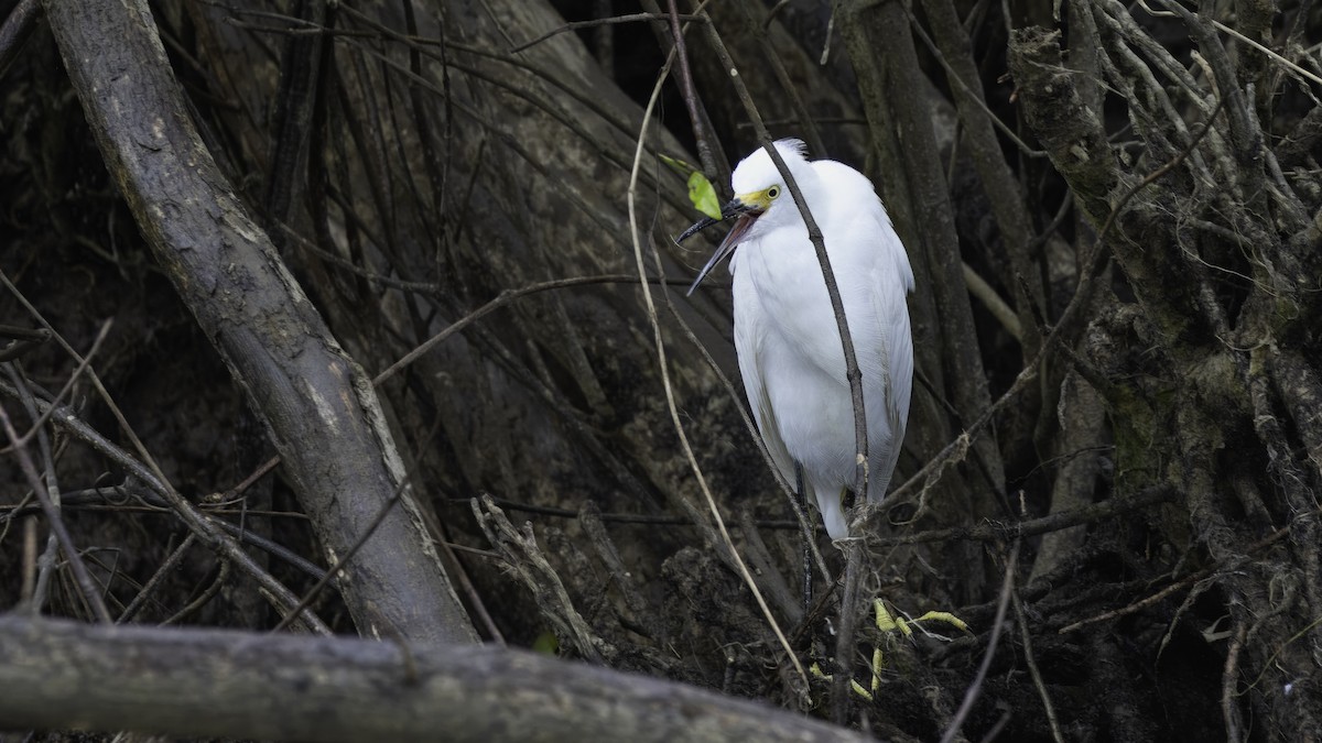 Snowy Egret - ML611760213