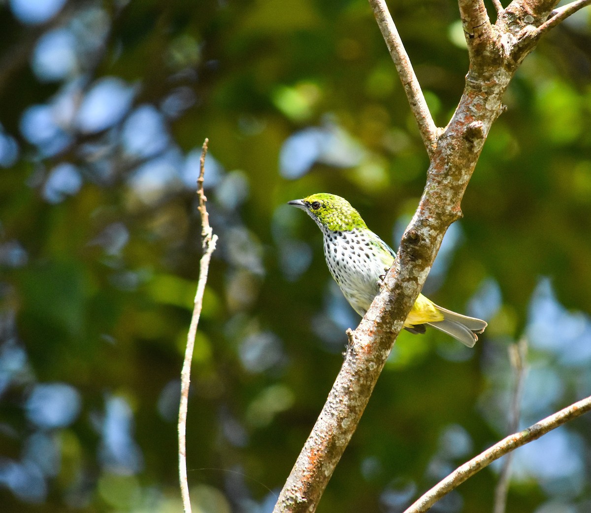 Speckled Tanager - ML611760553