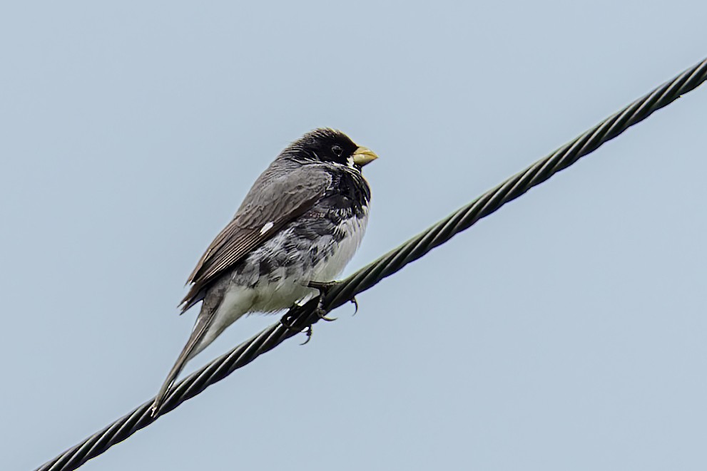 Double-collared Seedeater - ML611760573