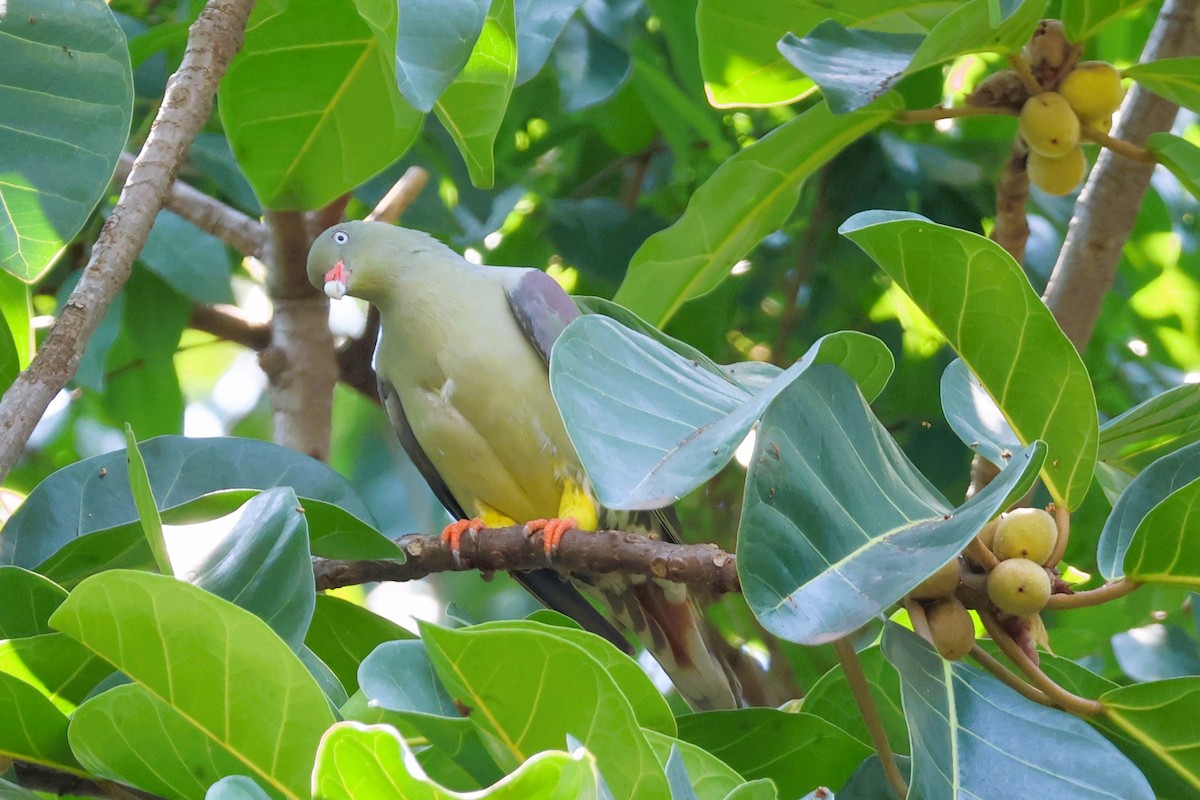 African Green-Pigeon (Gray-breasted) - ML611760695