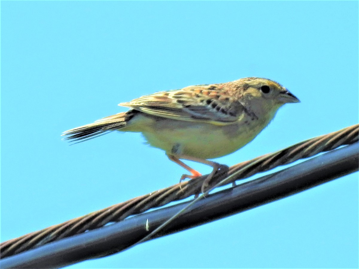 Grasshopper Sparrow - ML611760871