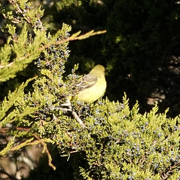 Western Tanager - ML611760905