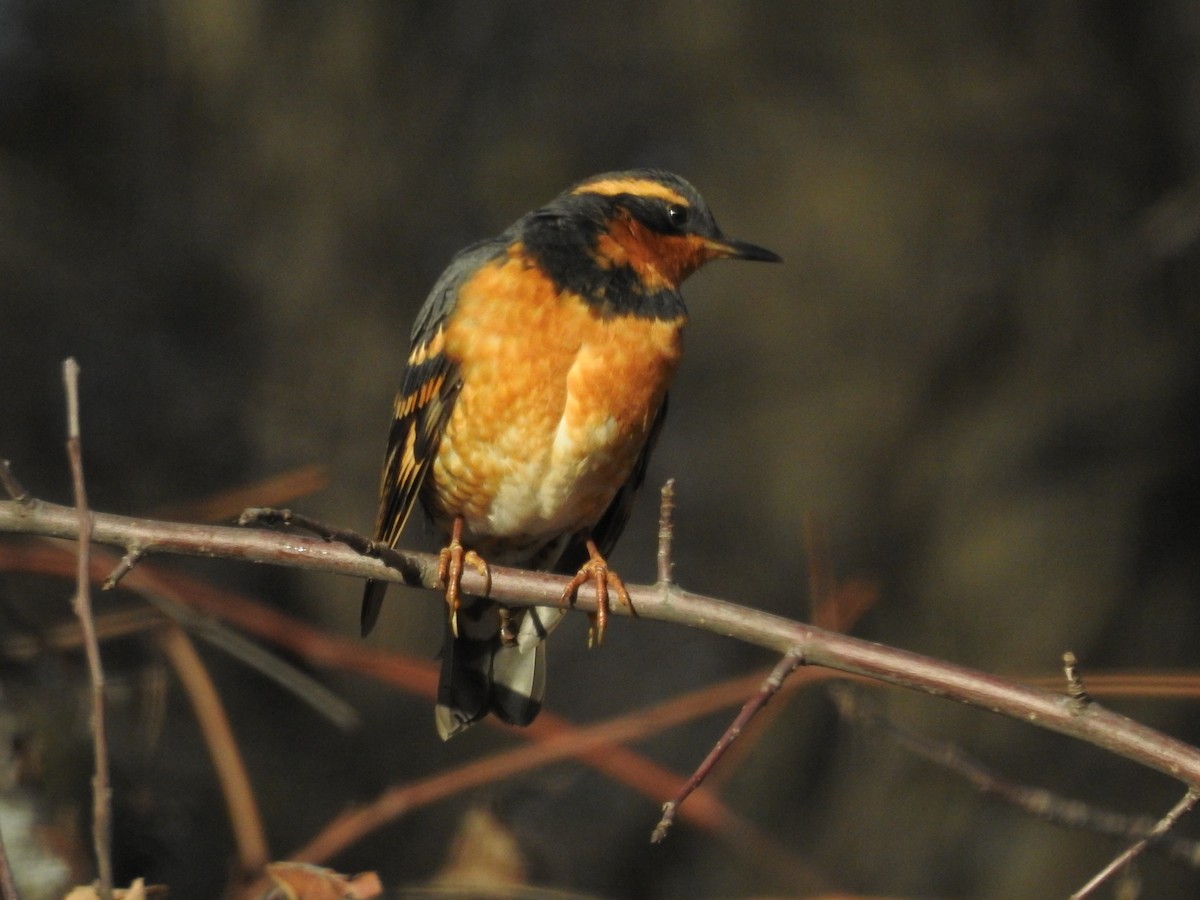 EBird Checklist 1 Dec 2023 Yard 13 Species