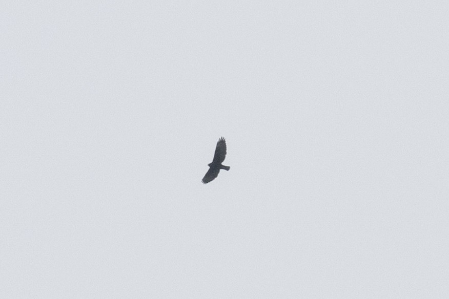 Buteo sp. - ML611761078