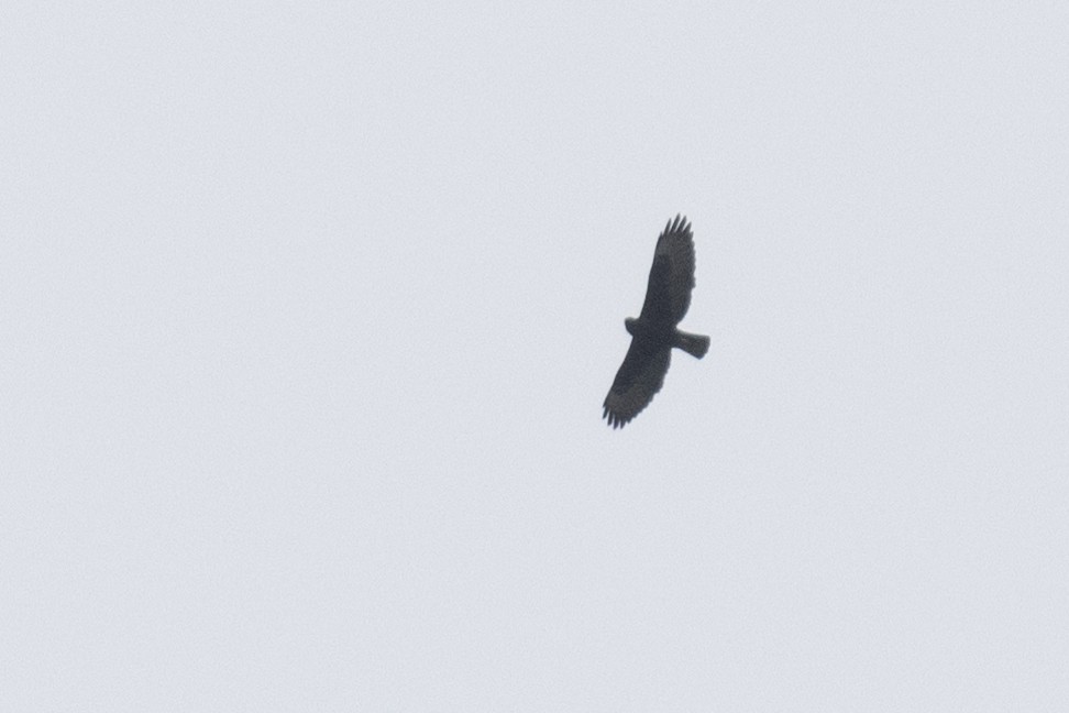 Buteo sp. - ML611761079
