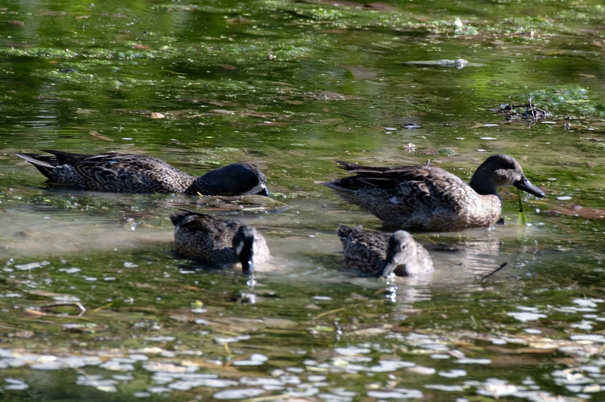 Blue-winged Teal - ML611761306