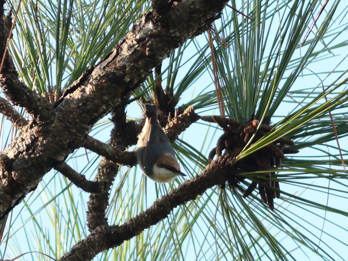 Brown-headed Nuthatch - ML611761563