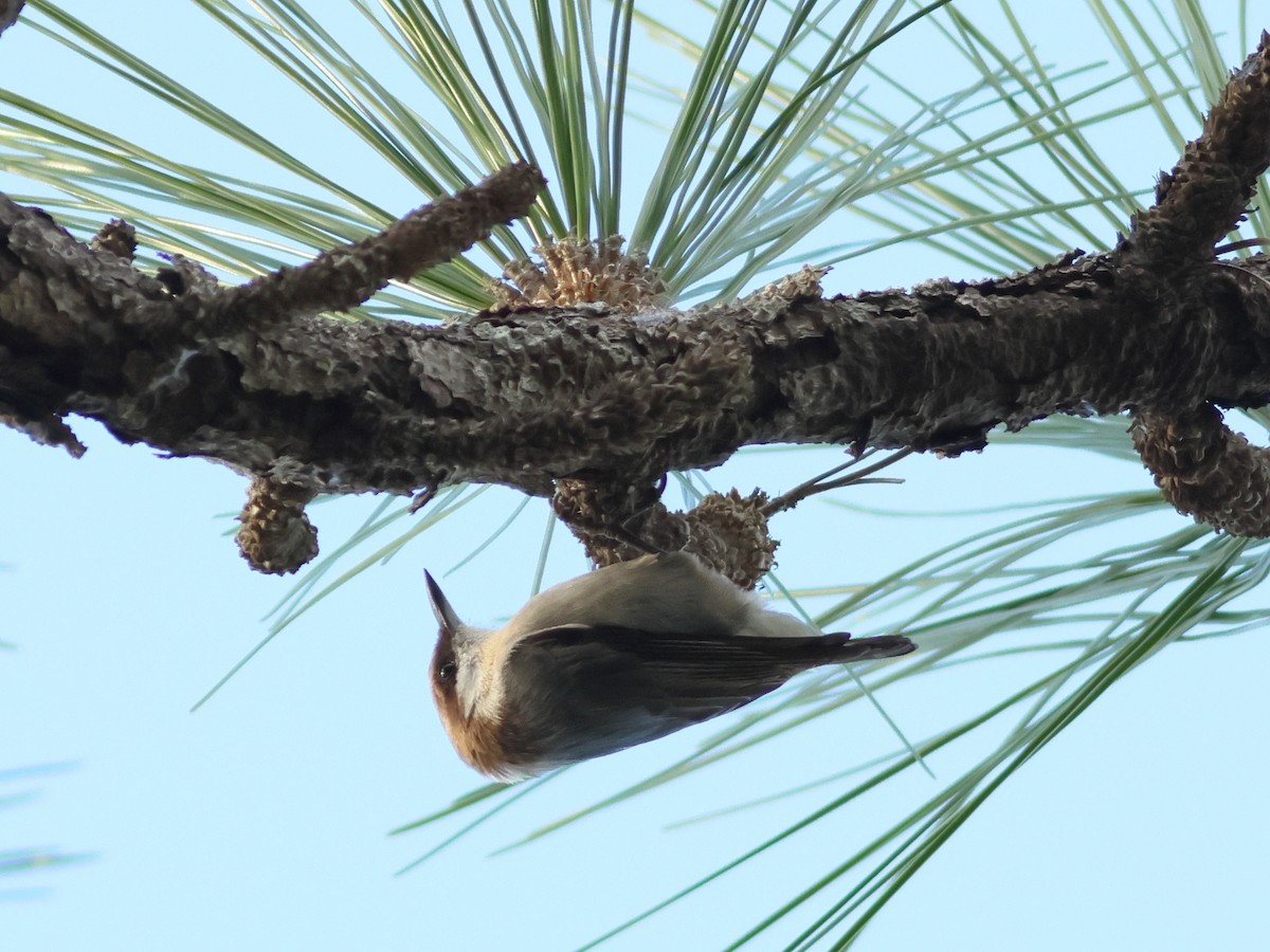 Brown-headed Nuthatch - ML611761592