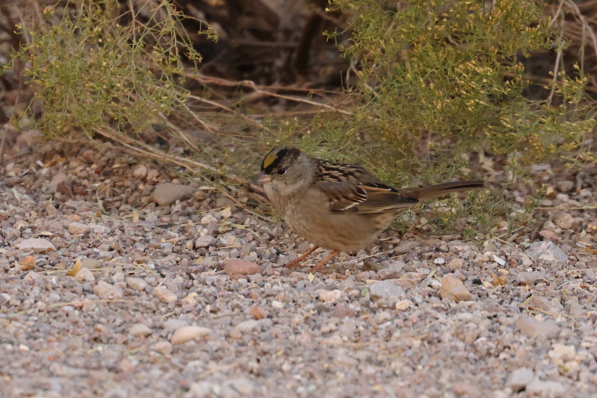 Golden-crowned Sparrow - ML611761792