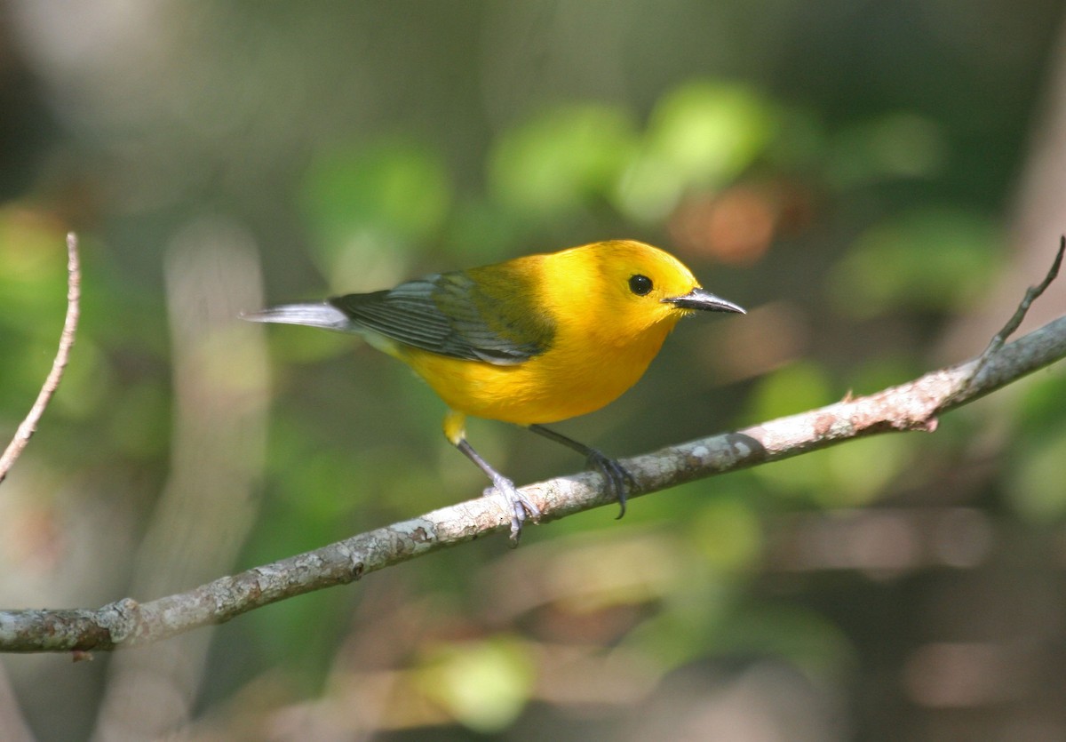 Prothonotary Warbler - ML611761850