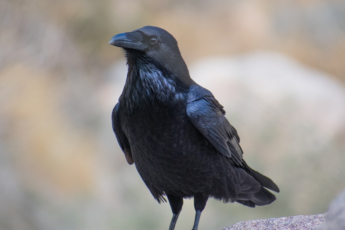 Common Raven - Dorthy Fang