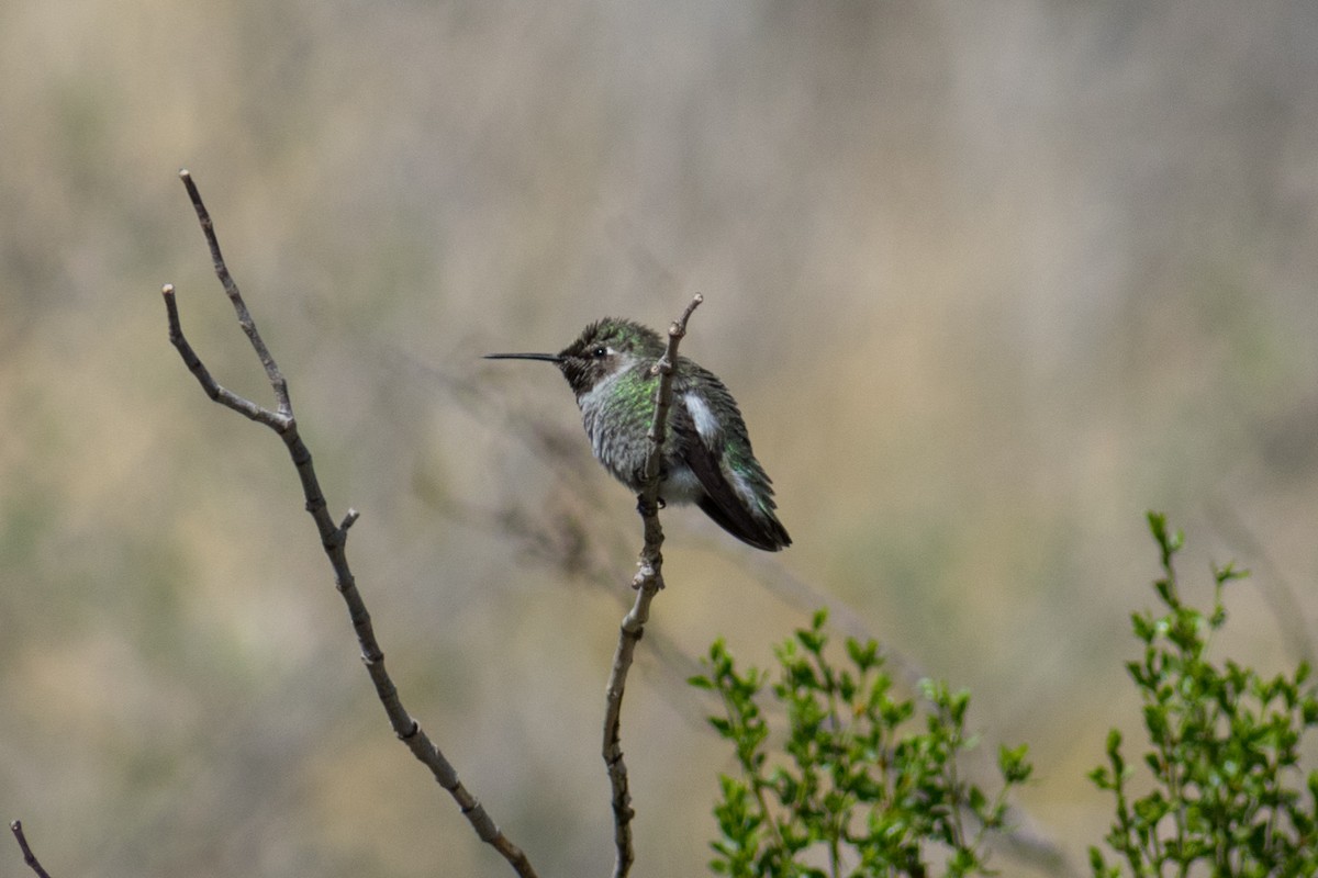 Anna's Hummingbird - ML611761997