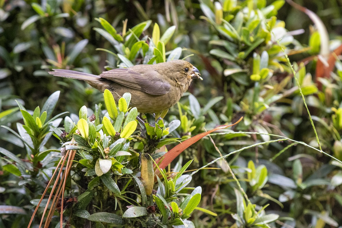 Variable Seedeater - ML611762089
